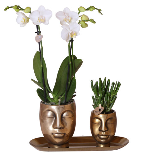 Witte orchidee en succulent op gouden dienblad