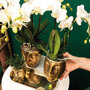 Witte orchidee en succulent op gouden dienblad