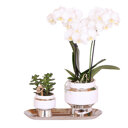 Witte orchidee en succulent op zilveren dienblad