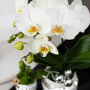 Witte orchidee en succulent op zilveren dienblad