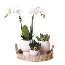 Witte orchidee en succulenten op rieten schaal