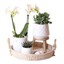 Witte orchidee en succulenten op rieten schaal met krukje