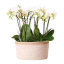 Witte orchideeën in rieten schaal