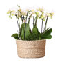 Witte orchideeën set in rieten mand