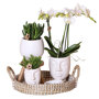 Witte orchidee, Rhipsalis en succulenten in sierpotten