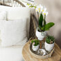 Witte orchidee, Rhipsalis en succulenten in sierpotten