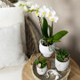 Witte orchidee, Rhipsalis en succulenten in sierpotten