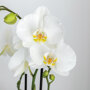 Witte orchidee, Rhipsalis en succulenten in sierpotten