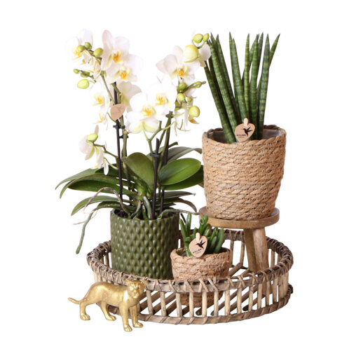 Witte orchidee, vrouwentong en succulent in bamboe dienblad