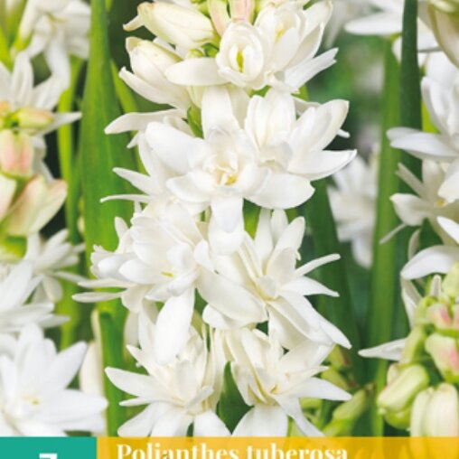 Tuberoos bol The Pearl