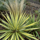 Yucca filamentosa 'Color Guard'