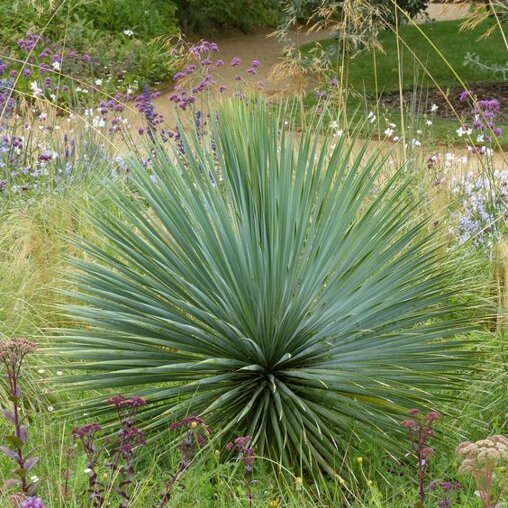 Snavelvormige Yucca