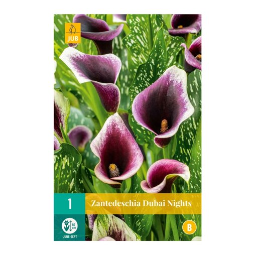 Calla bol Dubai Nights (zakje van 1 stuk)