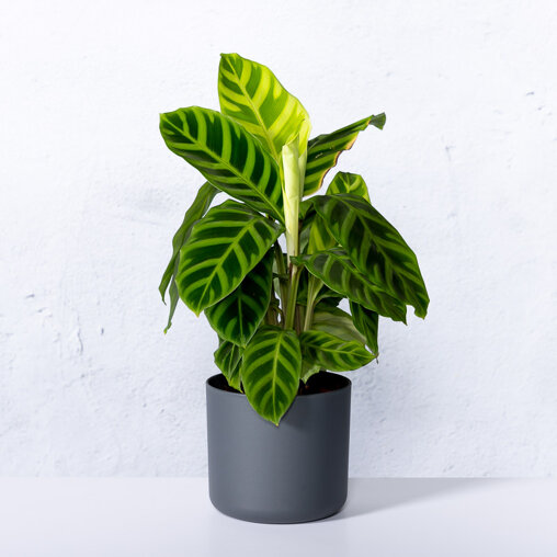 Zebrapauw in sierpot