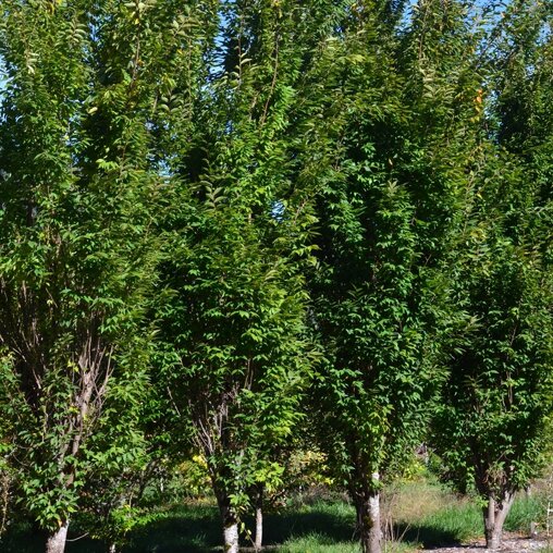 Zelkova serrata 'Fastigiata'