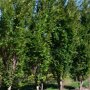 Zelkova serrata 'Fastigiata'