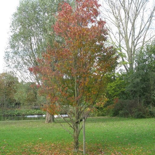 Zelkova serrata 'Flekova'