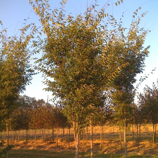Zelkova serrata 'Village Green'