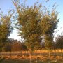 Zelkova serrata 'Village Green'
