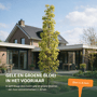 Zuil esdoorn 'Columnare'