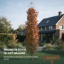 Zuil esdoorn 'Columnare'