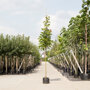 Zuil esdoorn (Acer platanoides 'Columnare')