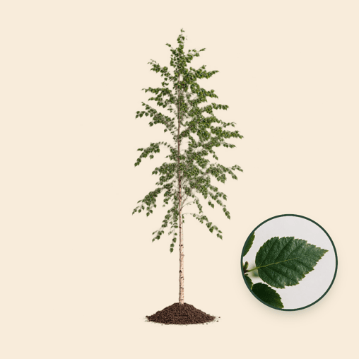 Zwarte berkenboom