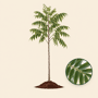 Zwarte walnotenboom